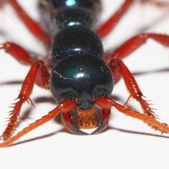 Diamma bicolor at Paddys River, ACT - 2 Feb 2019 07:07 AM