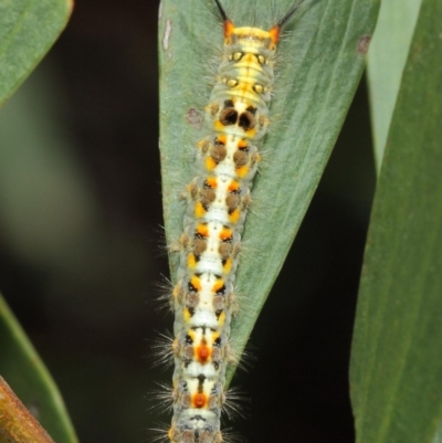 Acyphas semiochrea (Omnivorous Tussock Moth) at Acton, ACT - 31 Jan 2019 by TimL