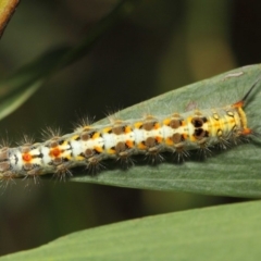 Acyphas semiochrea at Acton, ACT - 31 Jan 2019