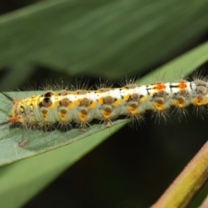 Acyphas semiochrea at Acton, ACT - 31 Jan 2019