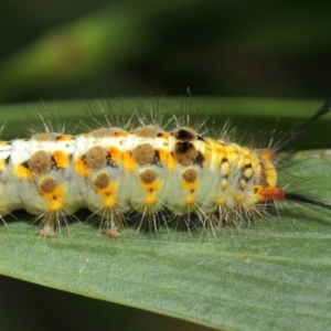 Acyphas semiochrea at Acton, ACT - 31 Jan 2019