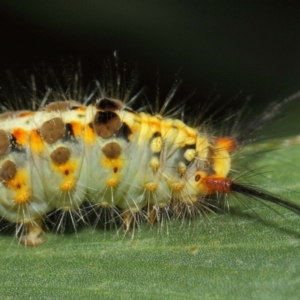 Acyphas semiochrea at Acton, ACT - 31 Jan 2019