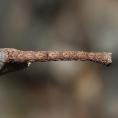 Geometridae (family) IMMATURE at Acton, ACT - 31 Jan 2019 12:07 PM