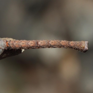 Geometridae (family) IMMATURE at Acton, ACT - 31 Jan 2019