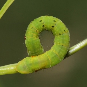 Capusa (genus) at Acton, ACT - 31 Jan 2019 01:30 PM