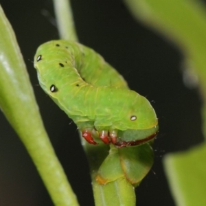 Capusa (genus) at Acton, ACT - 31 Jan 2019