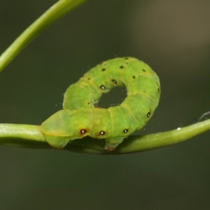 Capusa (genus) at Acton, ACT - 31 Jan 2019 01:30 PM