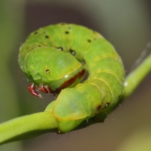 Capusa (genus) at Acton, ACT - 31 Jan 2019