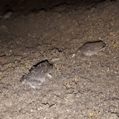 Uperoleia laevigata (Smooth Toadlet) at Michelago, NSW - 23 Jan 2019 by Illilanga