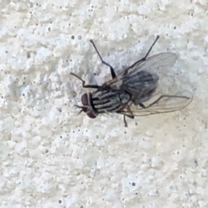 Sarcophagidae (family) at Monash, ACT - 3 Feb 2019 08:35 AM