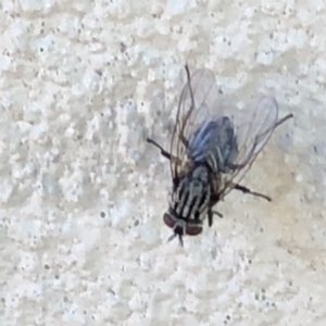 Sarcophagidae (family) at Monash, ACT - 3 Feb 2019 08:35 AM