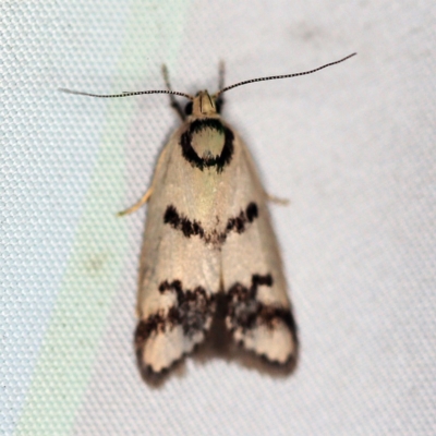 Compsotropha selenias (A Concealer moth (Wingia group)) at O'Connor, ACT - 29 Jan 2019 by ibaird