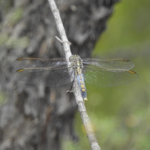 Orthetrum caledonicum at Tennent, ACT - 2 Feb 2019