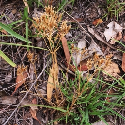 Centaurium sp. (Centaury) at Yarralumla, ACT - 1 Feb 2019 by ruthkerruish