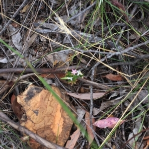 Centaurium sp. at Yarralumla, ACT - 1 Feb 2019