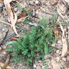 Bossiaea buxifolia (Matted Bossiaea) at Yarralumla, ACT - 31 Jan 2019 by ruthkerruish