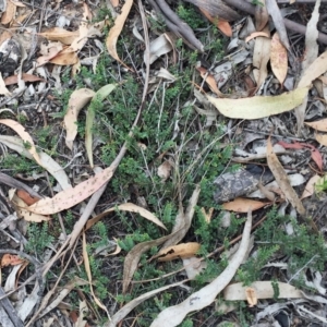 Bossiaea buxifolia at Yarralumla, ACT - 1 Feb 2019