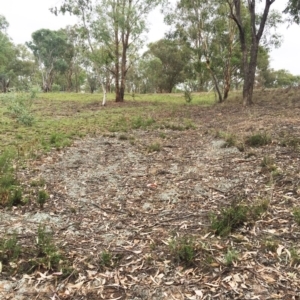 Cheilanthes sieberi at Yarralumla, ACT - 1 Feb 2019 10:00 AM