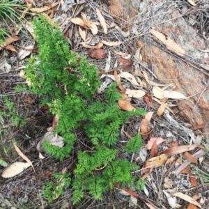 Cheilanthes sieberi at Yarralumla, ACT - 1 Feb 2019 10:00 AM