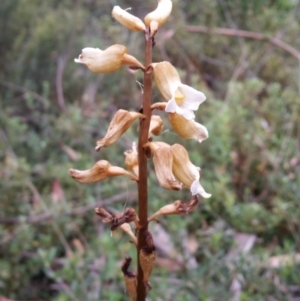 Gastrodia procera at Cotter River, ACT - 27 Jan 2019