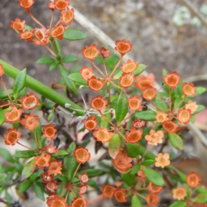 Pomax umbellata at Tennent, ACT - 2 Feb 2019