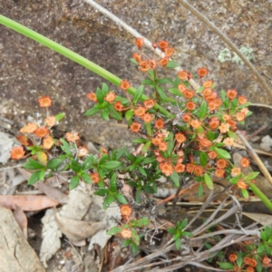 Pomax umbellata at Tennent, ACT - 2 Feb 2019