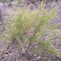 Cassinia sifton (Sifton Bush, Chinese Shrub) at Mount Jerrabomberra - 22 Apr 2018 by roachie