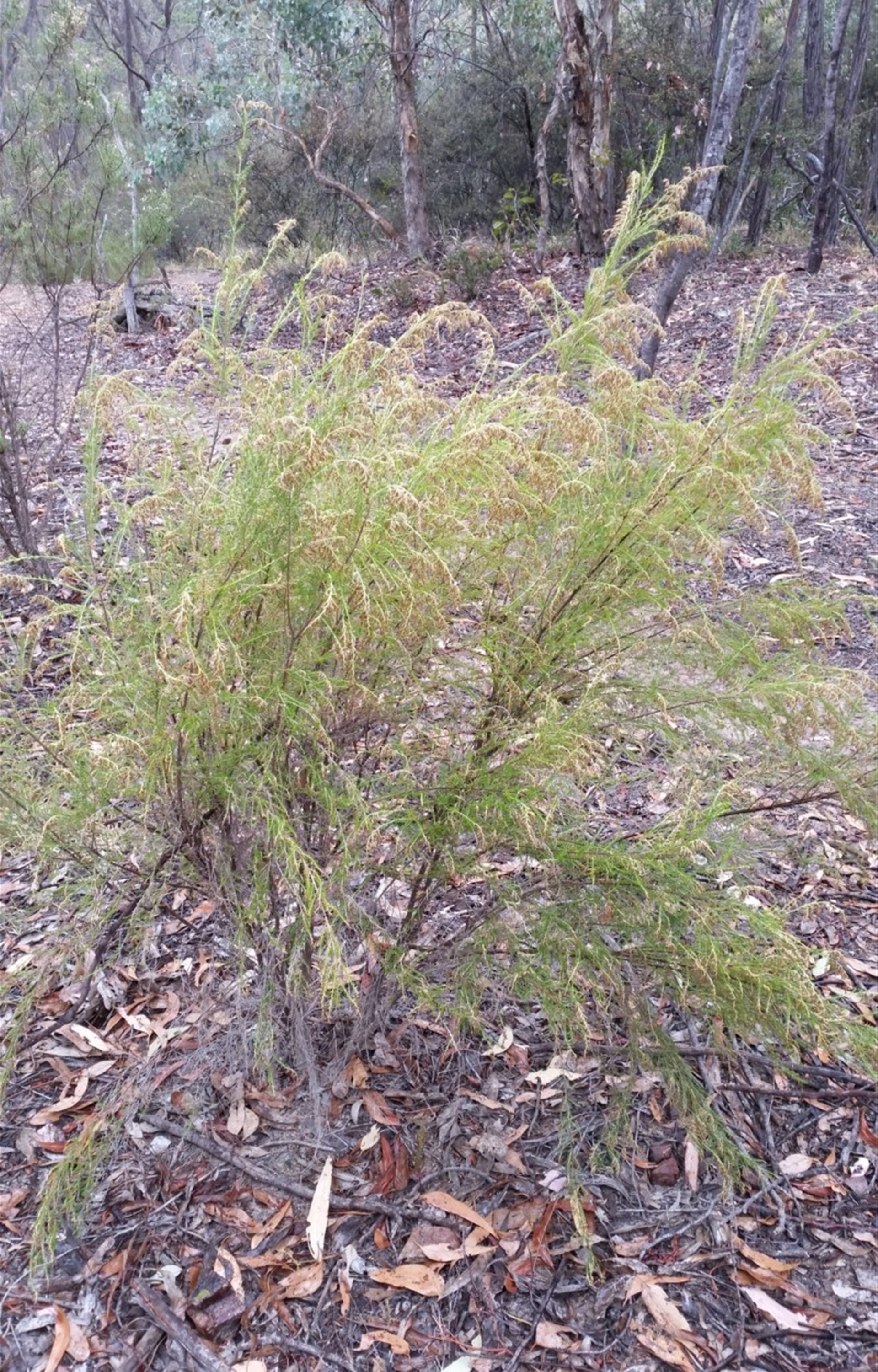 Cassinia sifton at Mount Jerrabomberra Canberra & Southern Tablelands NSW