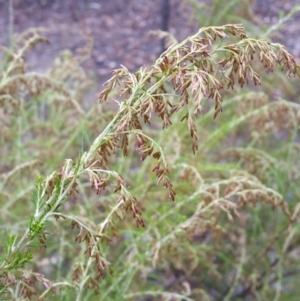 Cassinia sifton at Jerrabomberra, NSW - 22 Apr 2018 12:09 PM