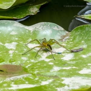 Dolomedes sp. (genus) at Bald Hills, NSW - 2 Feb 2019