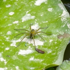 Dolomedes sp. (genus) at Bald Hills, NSW - 2 Feb 2019 04:00 AM