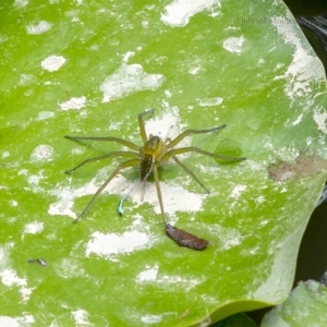 Dolomedes sp. (genus) at Bald Hills, NSW - 2 Feb 2019