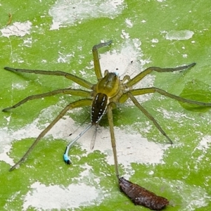 Dolomedes sp. (genus) at Bald Hills, NSW - 2 Feb 2019 04:00 AM