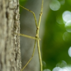 Phasmida sp. (order) (Unidentified stick insect) at Bald Hills, NSW - 1 Feb 2019 by JulesPhotographer