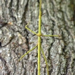 Phasmatodea (order) at Bald Hills, NSW - 2 Feb 2019