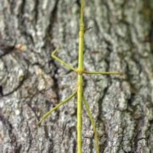 Phasmatodea (order) at Bald Hills, NSW - 2 Feb 2019