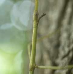 Phasmatodea (order) at Bald Hills, NSW - 2 Feb 2019 01:52 AM