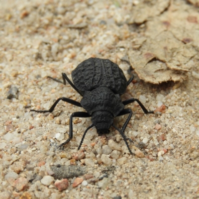 Nyctozoilus deyrolli (Darkling beetle) at Namadgi National Park - 1 Feb 2019 by MatthewFrawley