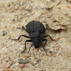 Nyctozoilus deyrolli (Darkling beetle) at Tennent, ACT - 1 Feb 2019 by MatthewFrawley