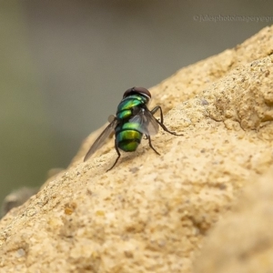 Chrysomya sp. (genus) at Bald Hills, NSW - 2 Feb 2019 04:11 AM