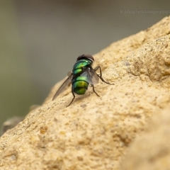 Chrysomya sp. (Metallic blowfly) at Bald Hills, NSW - 1 Feb 2019 by JulesPhotographer