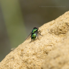 Chrysomya sp. (genus) at Bald Hills, NSW - 2 Feb 2019 04:11 AM