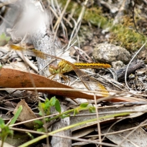 Diplacodes haematodes at Bald Hills, NSW - 2 Feb 2019 04:12 AM