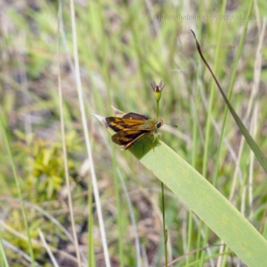 Ocybadistes walkeri at Bald Hills, NSW - 2 Feb 2019