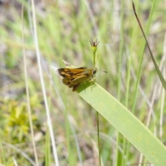 Ocybadistes walkeri at Bald Hills, NSW - 2 Feb 2019