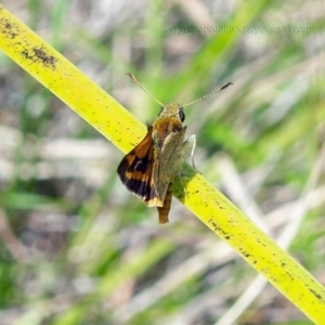 Ocybadistes walkeri at Bald Hills, NSW - 2 Feb 2019