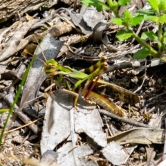 Gastrimargus musicus (Yellow-winged Locust or Grasshopper) at Bald Hills, NSW - 1 Feb 2019 by JulesPhotographer