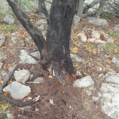 Papyrius nitidus (Shining Coconut Ant) at Tuggeranong Hill - 2 Feb 2019 by Owen