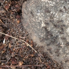 Papyrius nitidus at Theodore, ACT - 2 Feb 2019