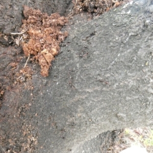 Papyrius nitidus at Theodore, ACT - 2 Feb 2019